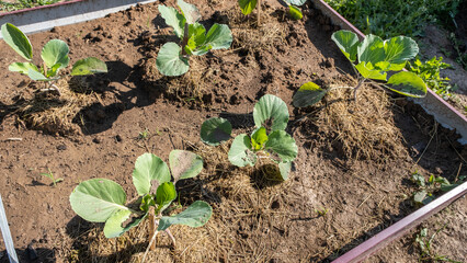 Young radish sprouts or Raphanus sativus growing in the kitchen-garden. Close up image, selective focus.