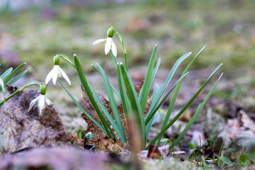 spring snowdrops in the snow
