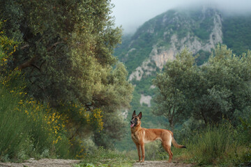 Alert Belgian Malinois dog on a scenic trail, its stance exudes readiness and grace amidst the...