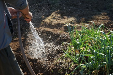 Manually watering with a hose. Sowing begins. Water management theme