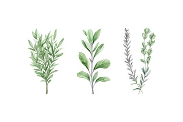 Watercolor rosemary basil bay leaf parsley. Herbs. Vector illustration design.