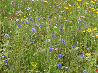 Colorful meadow with grass and flowers, many different colors, but blue cornflowers, Centaurea cyanus, dominate. The flower crowns get their blue color from anthocyanidin and the sensitive cyanidin.