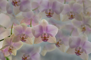 Floral faded blurred background with orchid flowers