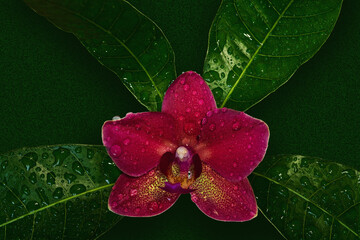 Beautiful red orchid flower among leaves top view