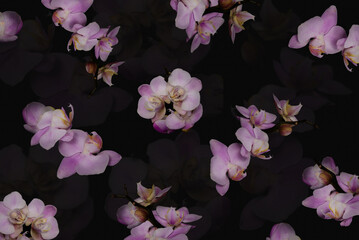 Floral background pattern with pink orchid flowers