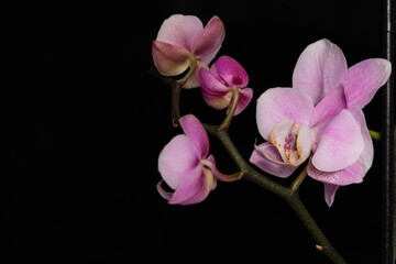Fototapeta na wymiar Delicate pink orchid flowers in soft lighting