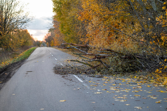 Old dry trees laying on the roadway, making obstacles for driving. Autumn rainy and windy weather, asphalt road in the rural place, danger for the accident