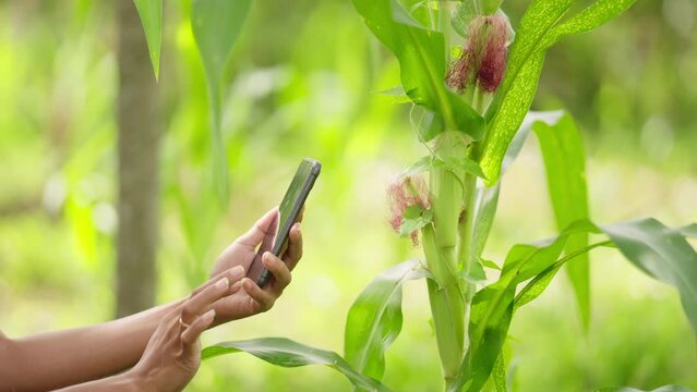 Farmer using smartphone to assess corn crop health in field, smart-farming