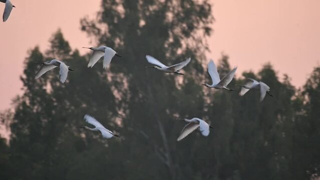 Flock of Eurasian Spoonbill Birds Flying in Morning over Wetland