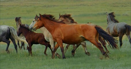 The group horses run on green meadow. The herd of beautiful free horses run on green field. Fast...