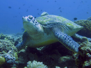 Close-up of a turtle. A sea turtle lies on the bottom of the sea among a coral reef.