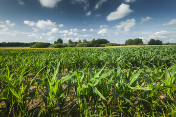 Field with young corn and white clouds on the sky, July day