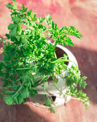 Fresh Italian Parsley in Old Vintage Pot on Wood