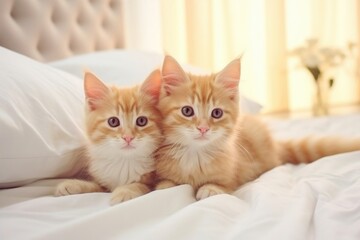 cute fluffy ginger kittens in a light interior