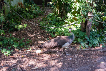 Female Peacock in Bio Park zoo in Rome