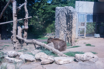 Meerkat in Bio park zoo in Rome