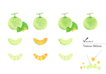 Various  watercolor illustration set of melons. Vectorized. With bonus fork.