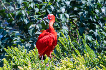 Scarlet Ibis in Rome Bioparco zoo, Italy