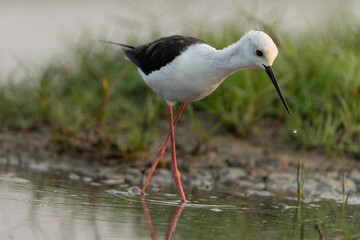 black winged stilt in search of food in golden light