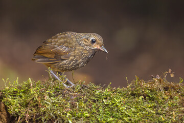 A juvenile Scaled Antpitta foraging on a moss-covered tree