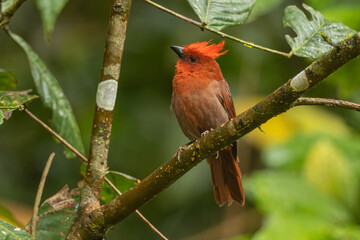 Crested ant tanager sitting on a branch in the rainforest