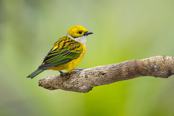 Silver-throated tanager perched on a branch and isolated against a natural background