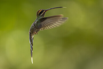 White-whiskered hermit in flight and isolated against a natural green background