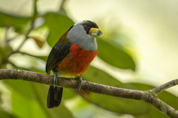 Toucan barbet perched on a tree in a natural habitat