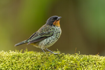 Rufous-throated Tanager perched on a moss-covered tree