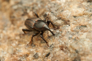A black weevil on a light stone