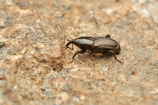 A black weevil on a light stone