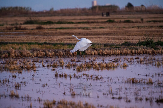 imagen de un p&aacute;jaro blanco, pescador, alzando su vuelo en la Albufera de Valencia 
