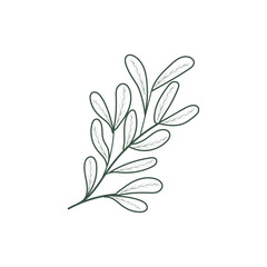 Christmas branch without berries on a white background with an outline. Decorative Botanical Element. Vector