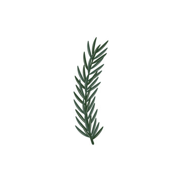 Christmas Fir Branch on a white background in a flat simple style. Decorative botanical element. Vector