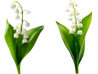  a set of lilies of the valley flowers on a transparent background © PJang