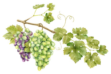 A bunch of grapes with leaves. Grape vine. Watercolor illustrations. Isolated. For the design of labels of wine, grape juice and cosmetics, wedding cards, stationery, greetings, wallpaper, invitations - obrazy, fototapety, plakaty