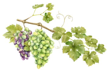 Fotobehang A bunch of grapes with leaves. Grape vine. Watercolor illustrations. Isolated. For the design of labels of wine, grape juice and cosmetics, wedding cards, stationery, greetings, wallpaper, invitations © Fedulova_art