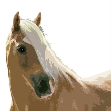Horse head vector illustration isolated on white background. Vector illustration.