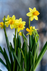 Obraz premium Beautiful Spring banner with fresh yellow daffodil flowers grow in pot on windowsill