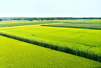 High angle view of farmland in China