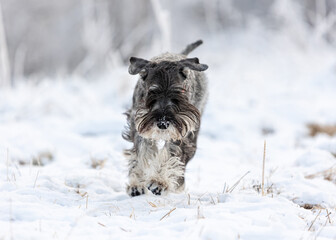 Portrait of a schnauzer with pepper and salt jumping into the snow in winter