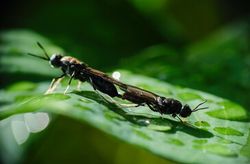 Black soldier fly BSF mating on a green leaf in the wild. Macro photo of Hermetia illucens.