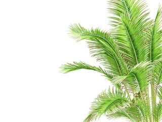 palm leaf isolated on white