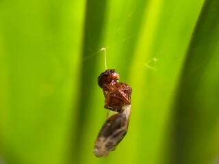 winged ants caught in spider's web