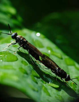 Black soldier fly BSF mating on a green leaf in the wild. Macro photo of Hermetia illucens.