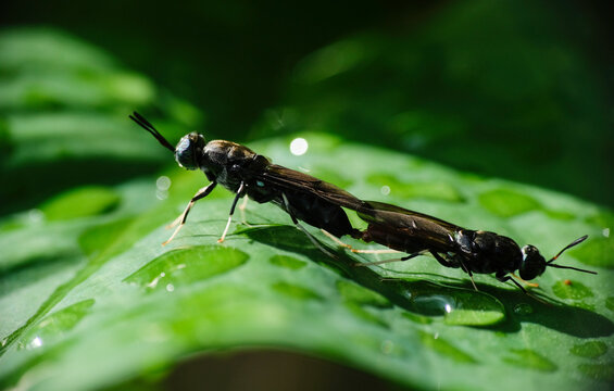 Black soldier fly BSF mating on a green leaf in the wild. Macro photo of Hermetia illucens.