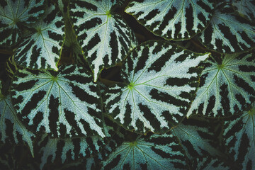 Natural Pattern Background of Begonia Plant in Dark Tone Color