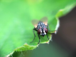 close up of a fly