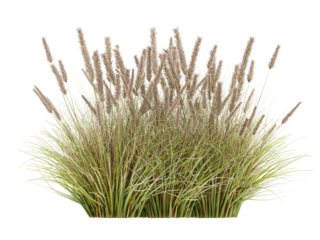 grass isolated on white