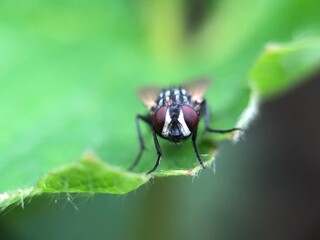 Naklejka premium macro of a fly